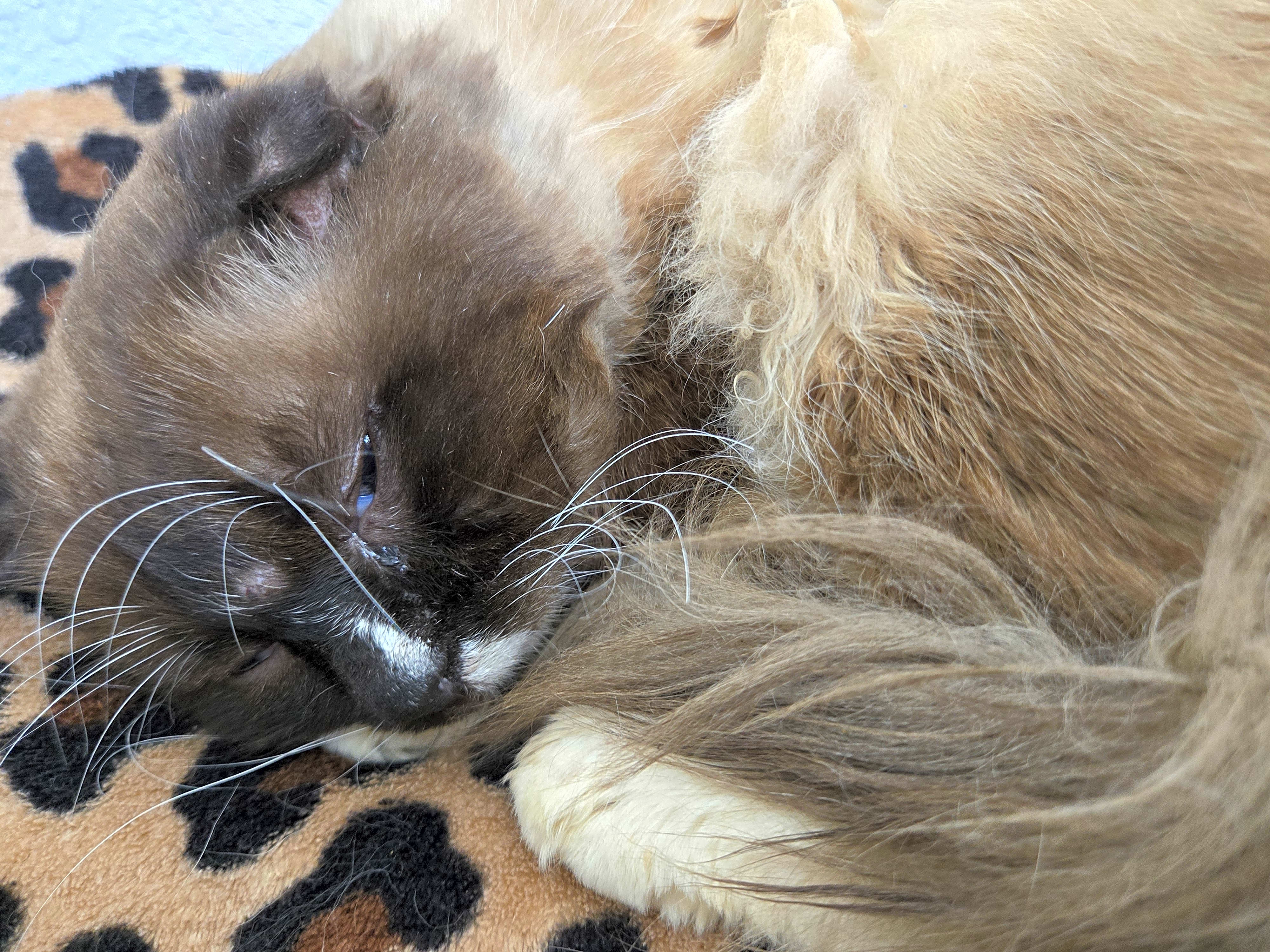 Photo of Gizmo