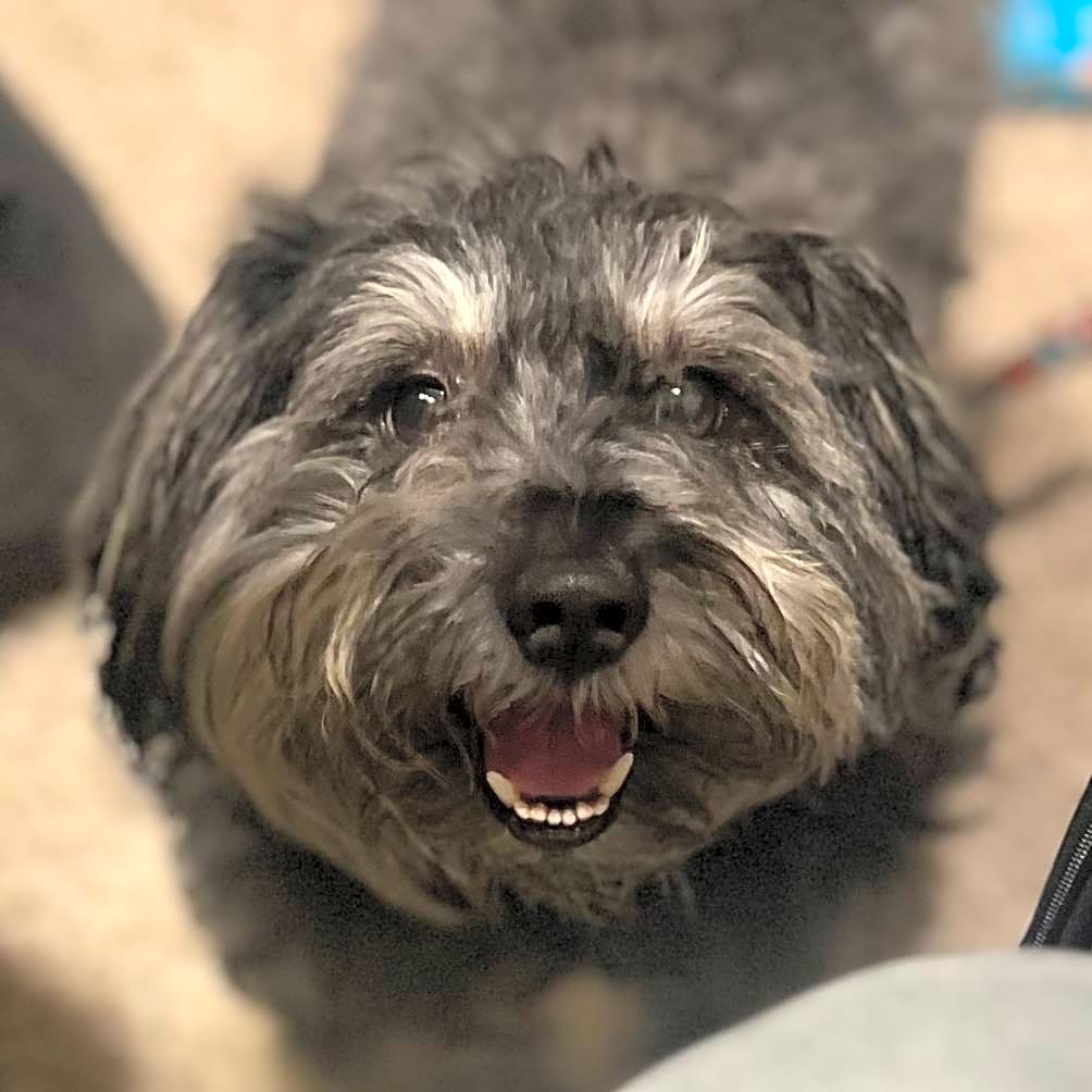 Photo of Loki