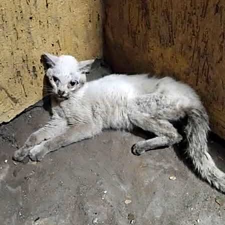 Photo of Casper