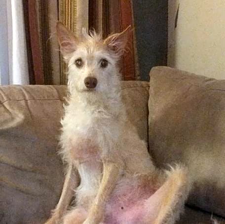 Photo of Brutus