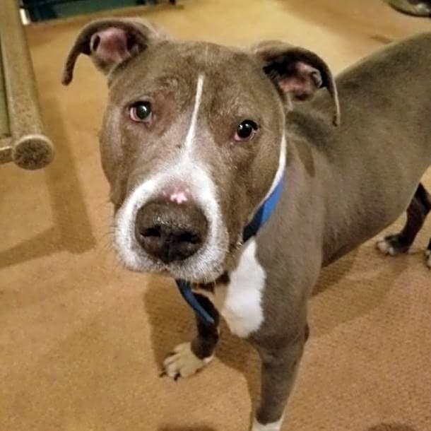 Photo of Tyson