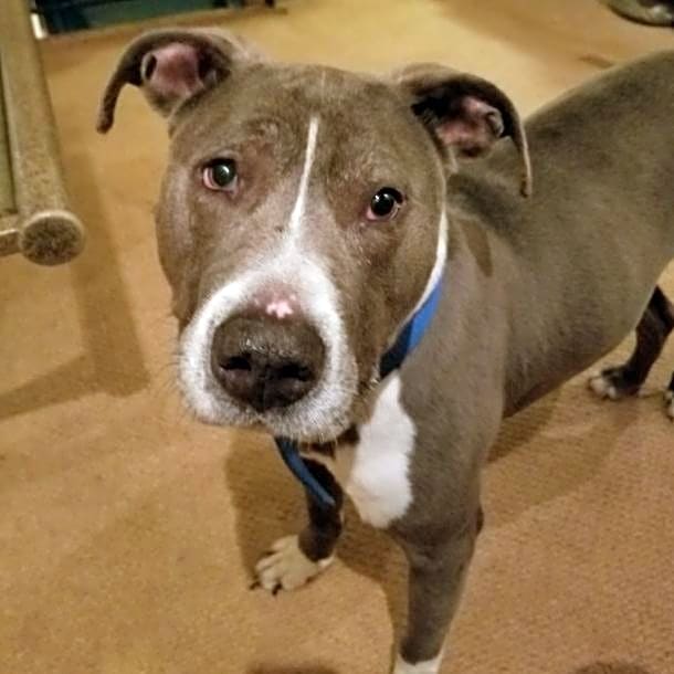 Photo of Tyson