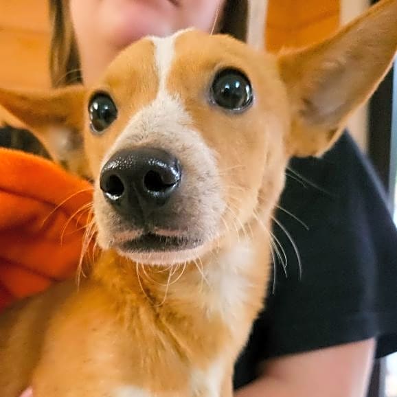 Photo of Turbo