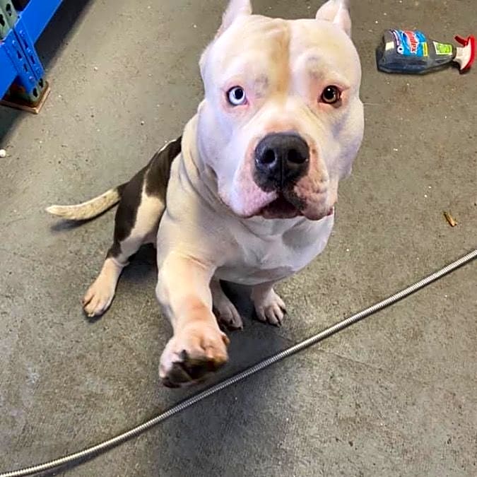 Photo of Diesel