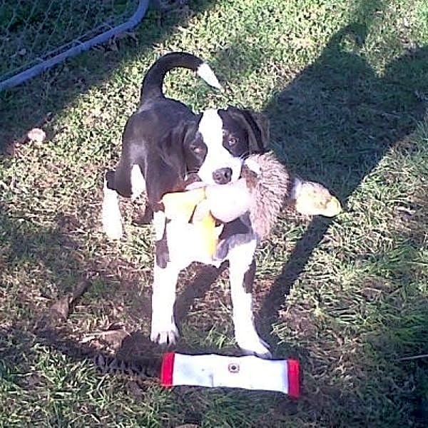 Photo of Koda