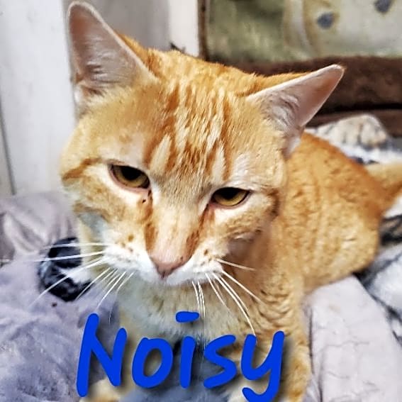 Photo of Noisy