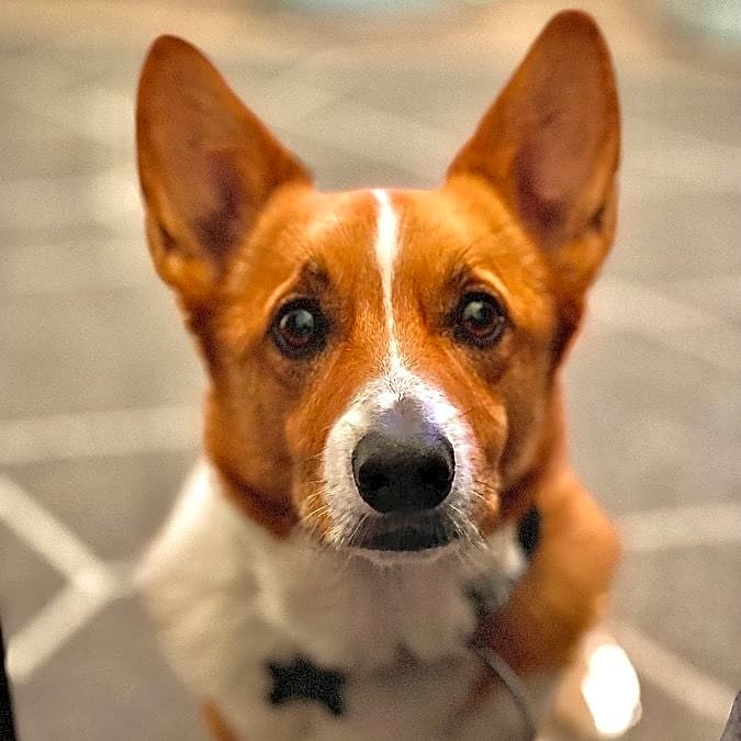Photo of Dash