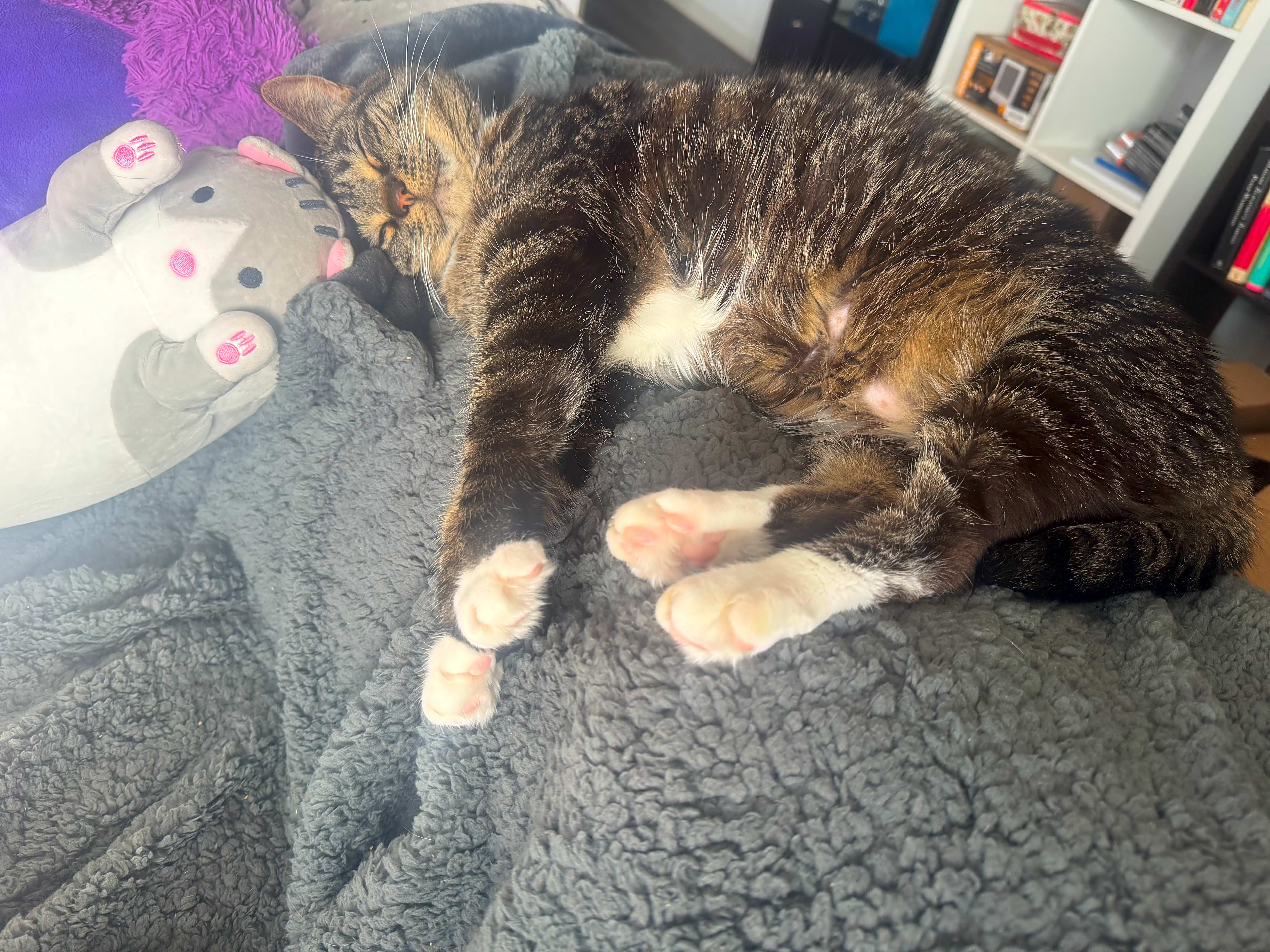 Photo of Pugsley