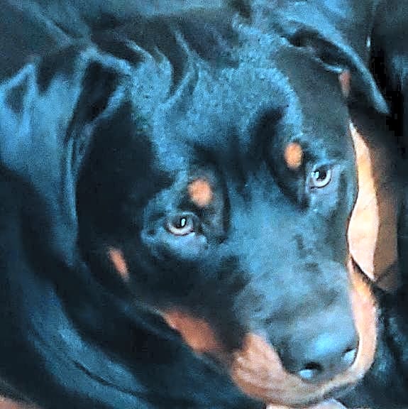Photo of Isabella (Bella)