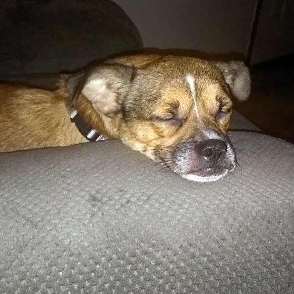 Photo of Comet