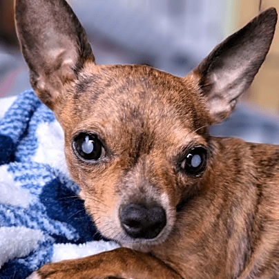 Photo of Gadget