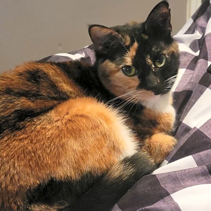 Photo of Honey