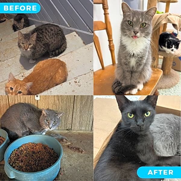 Photo of 98 Hoarding Cat