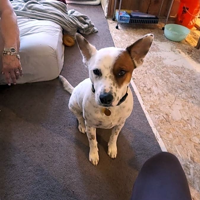 Photo of Brody