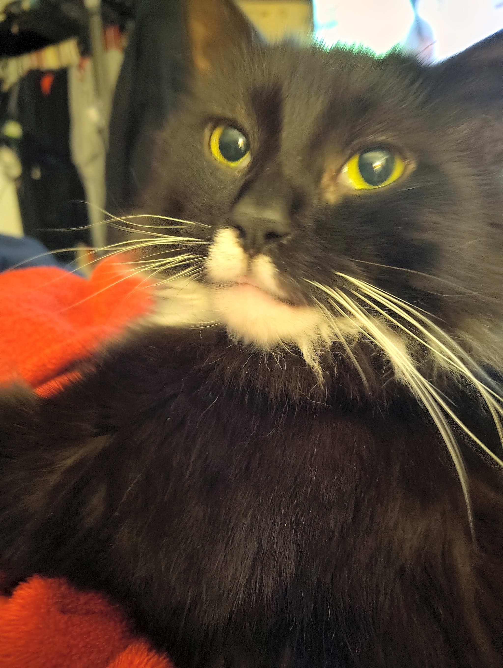 Photo of COVID kitty