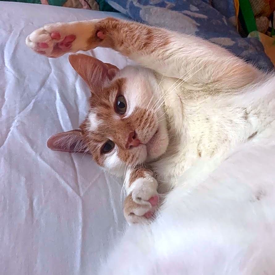 Photo of Cupid