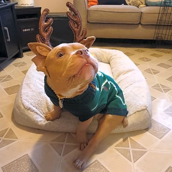 Photo of Buddy