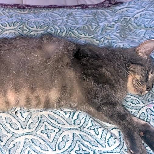 Photo of Blueberry