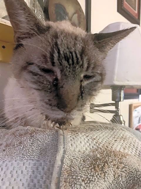 Photo of Benny