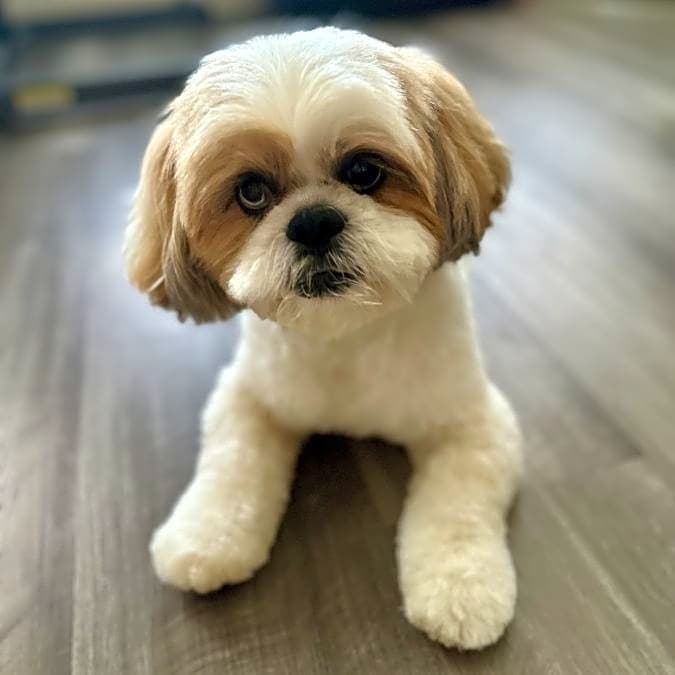 Photo of Foofa