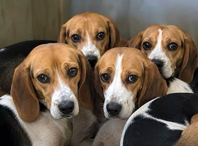Photo of 20 Beagles