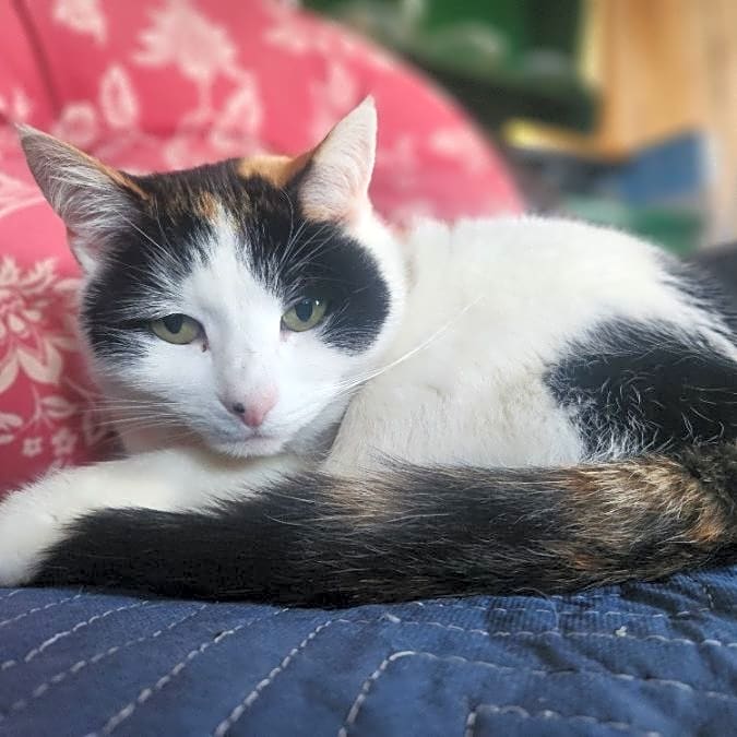 Photo of Whiskers