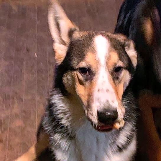 Photo of Sparky