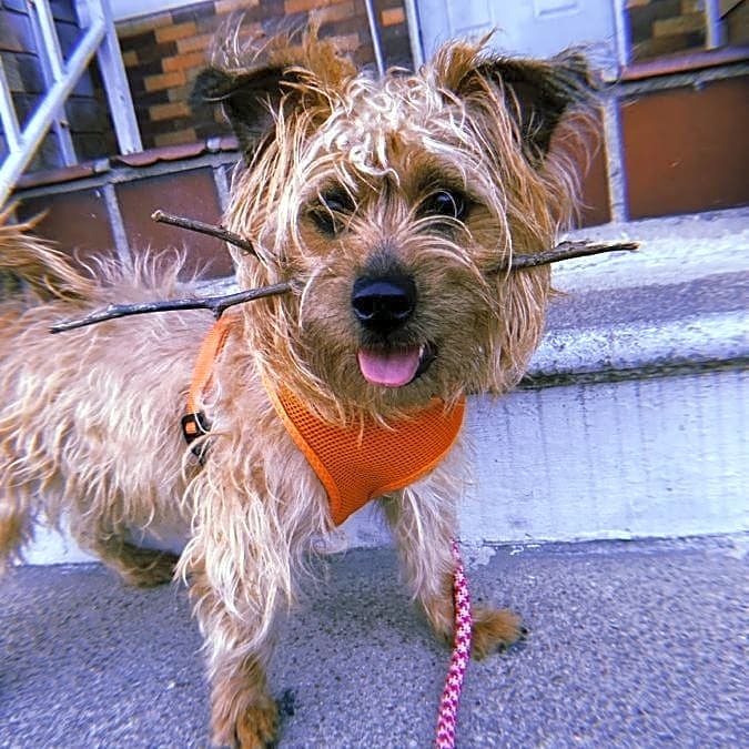 Photo of Bella