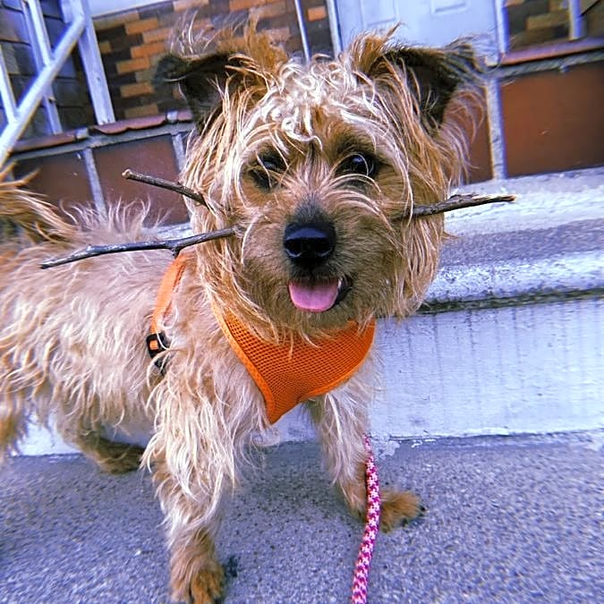 Photo of Bella