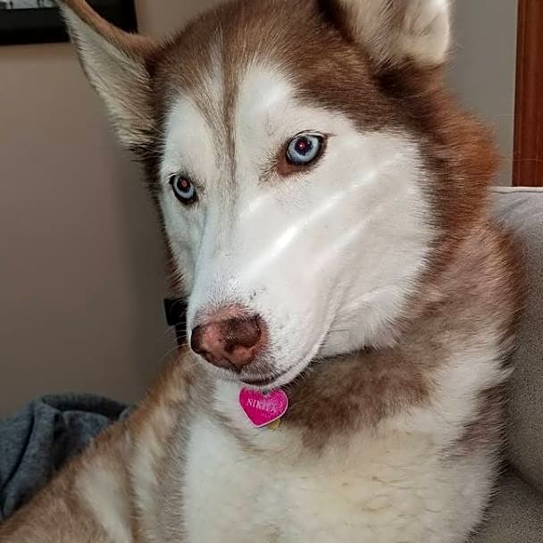 Photo of Nikita
