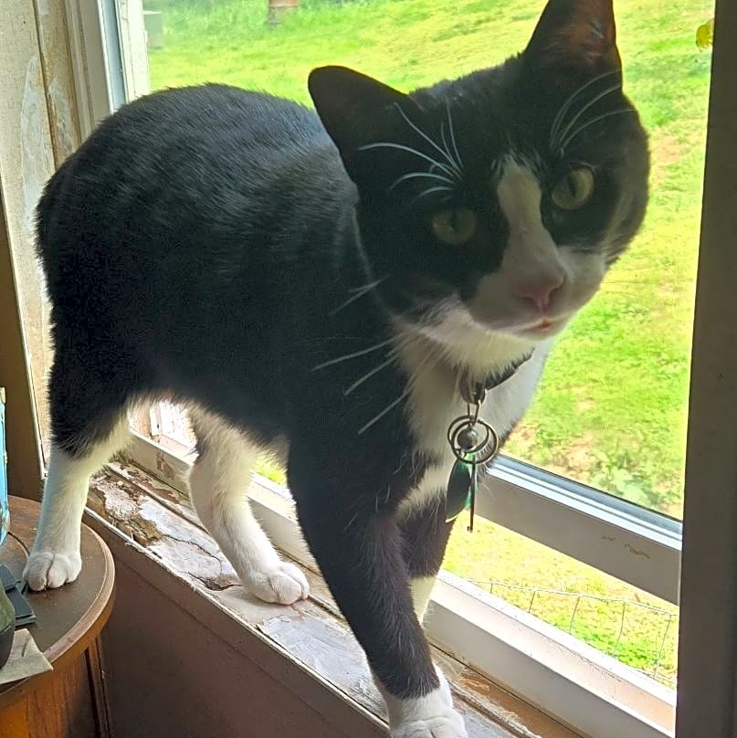 Photo of Rascal