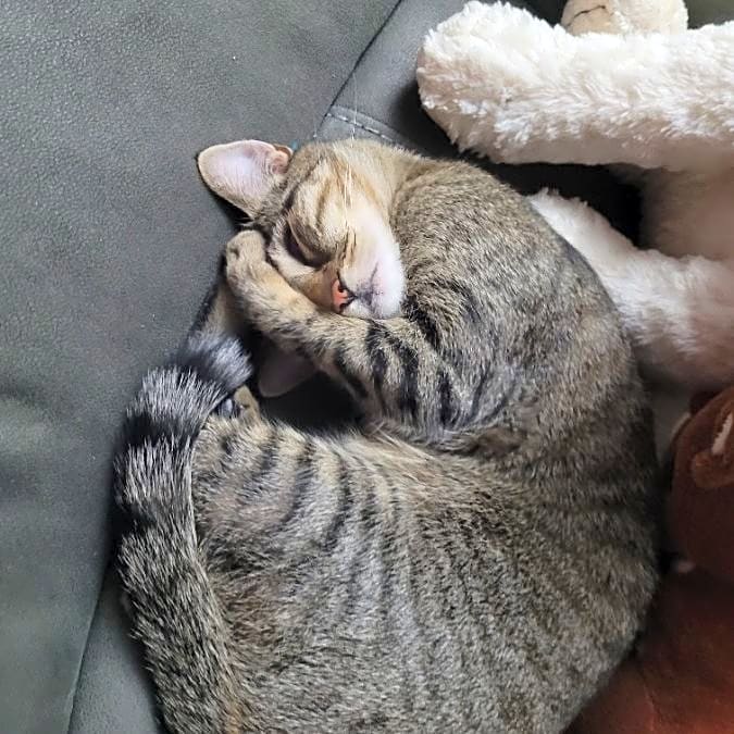 Photo of Gracie