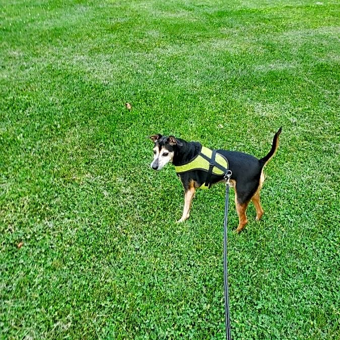 Photo of Jasper