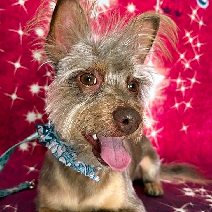 Photo of Rufio