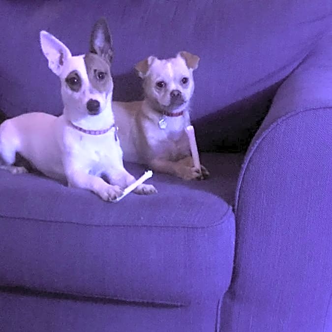 Photo of Spippy
