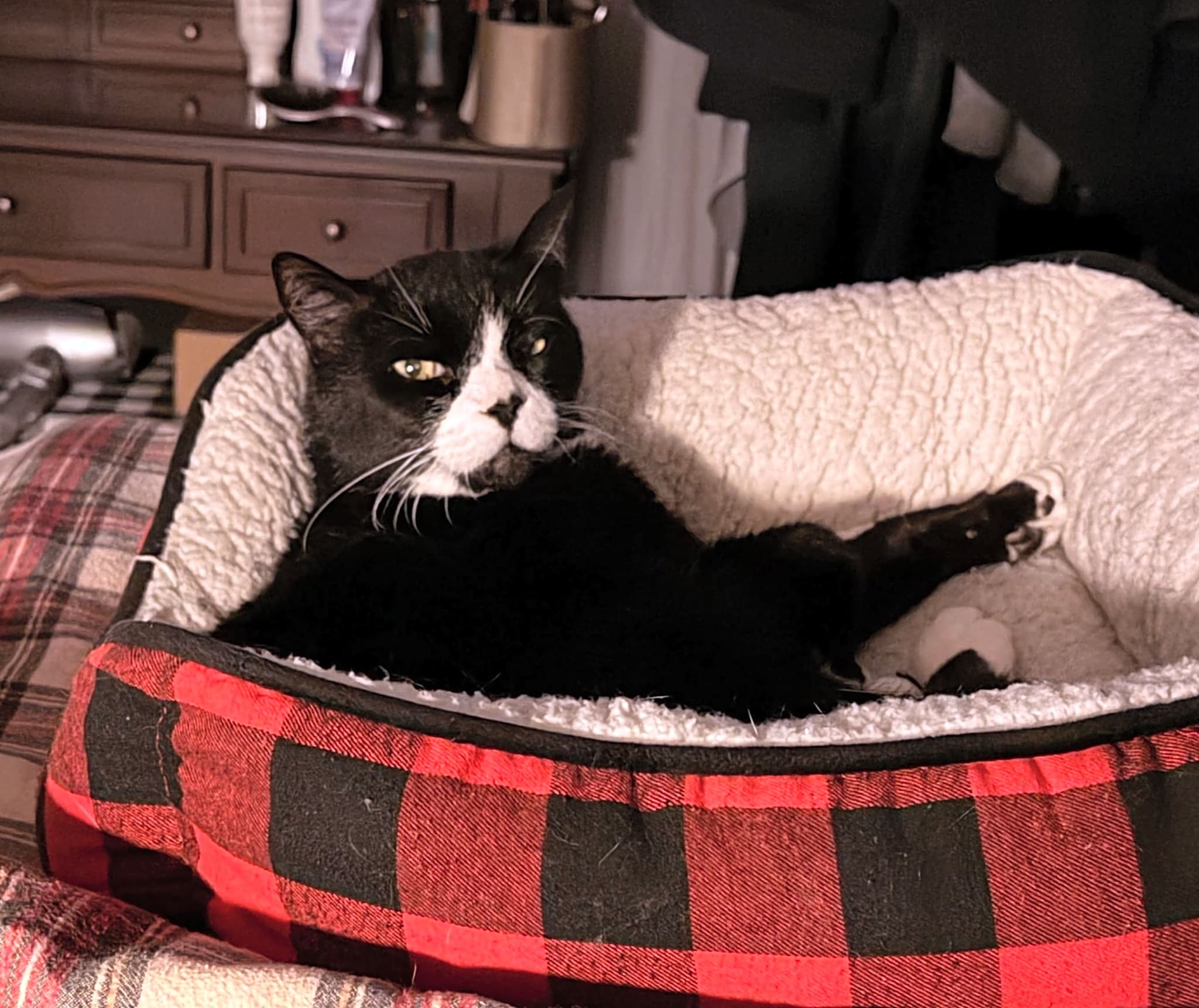 Photo of Tosha