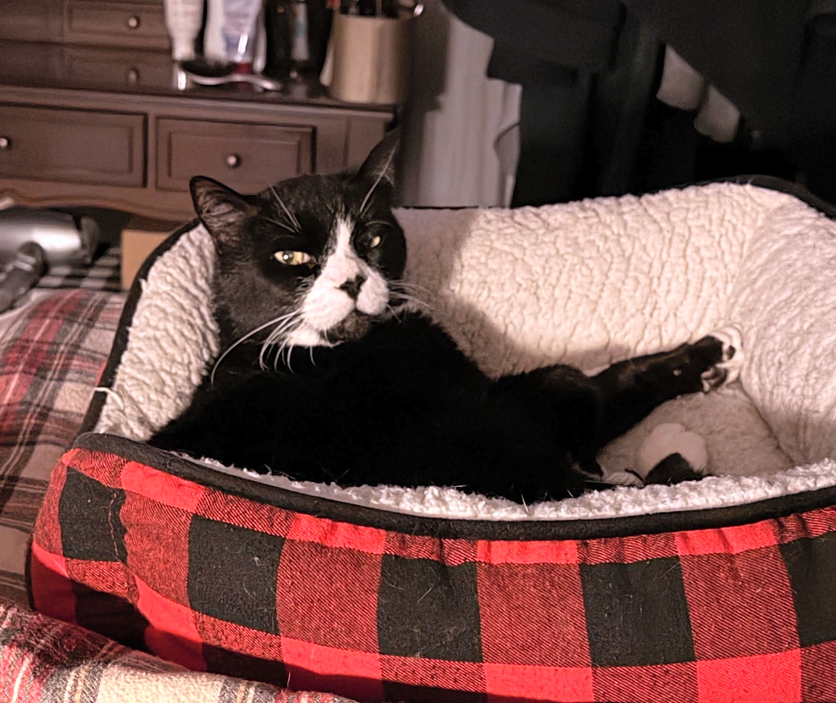 Photo of Tosha