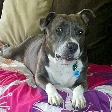 Photo of Daisy
