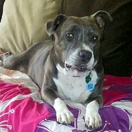 Photo of Daisy
