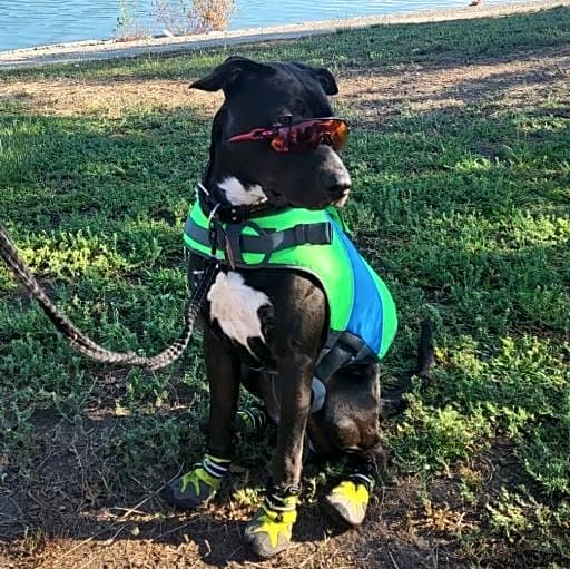 Photo of Otis