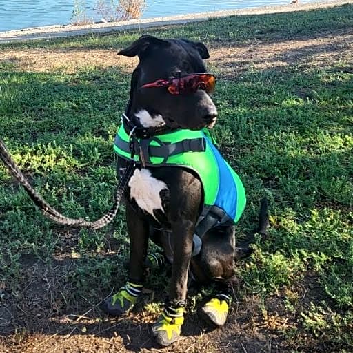 Photo of Otis