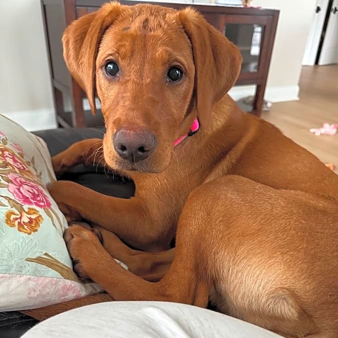 Photo of Roo