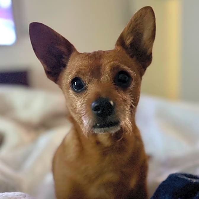 Photo of Shadow