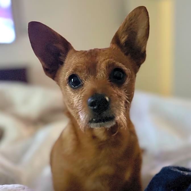 Photo of Shadow