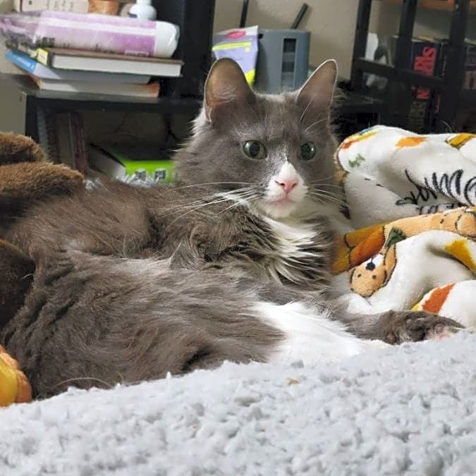 Photo of Finch