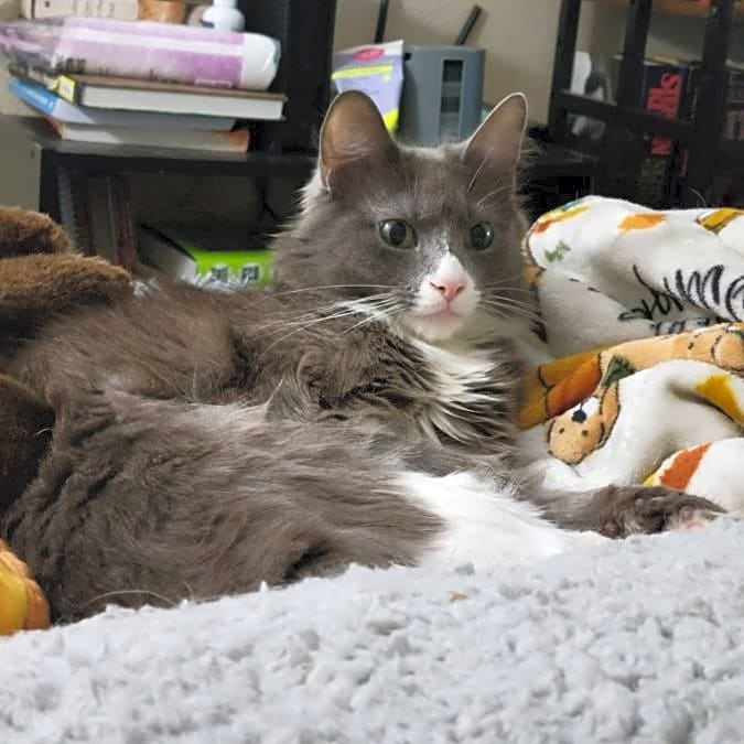 Photo of Finch