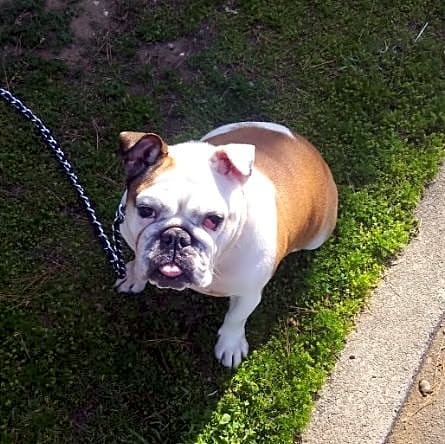 Photo of "SYDNEY" -A.K.A. "PIG"