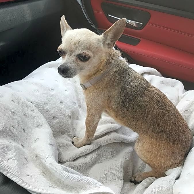 Photo of Lola