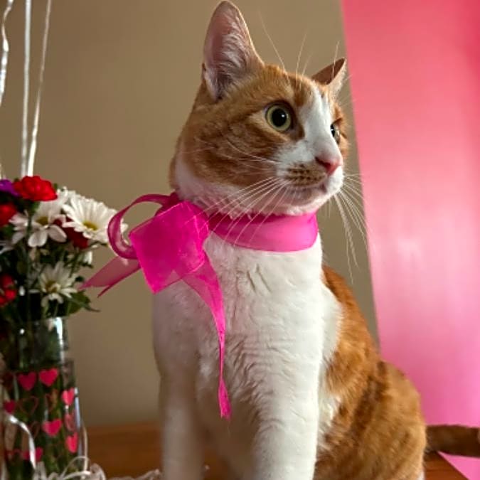 Photo of Muffin