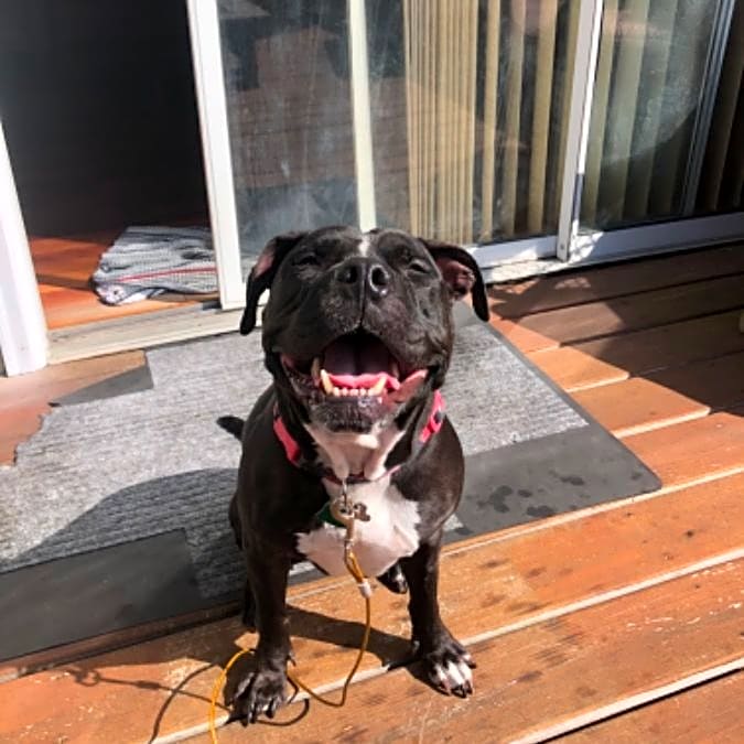 Photo of Bailey
